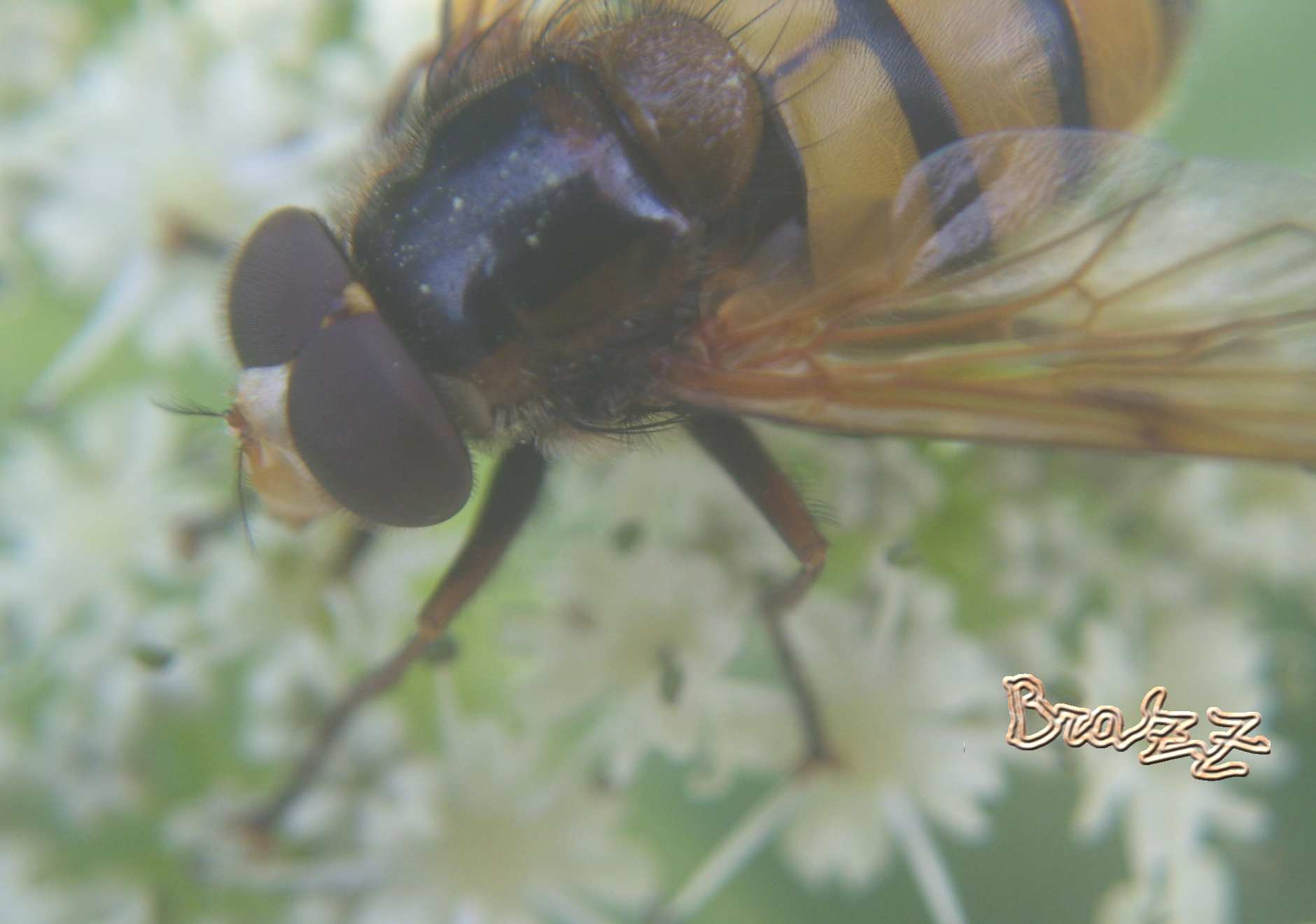 Volucella inanis